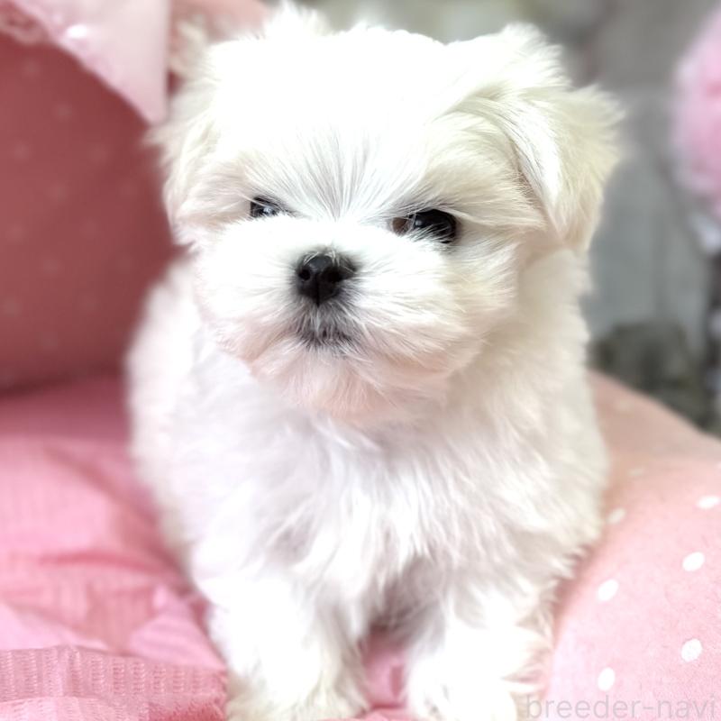 販売中の大阪府のマルチーズ-454243の8枚目