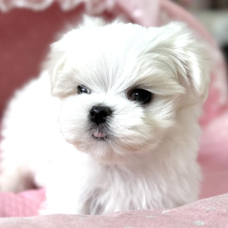 販売中の大阪府のマルチーズ-454243の7枚目