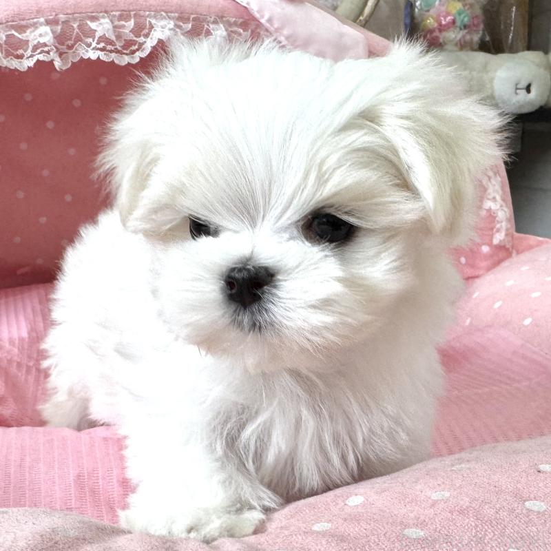 販売中の大阪府のマルチーズ-454243の6枚目