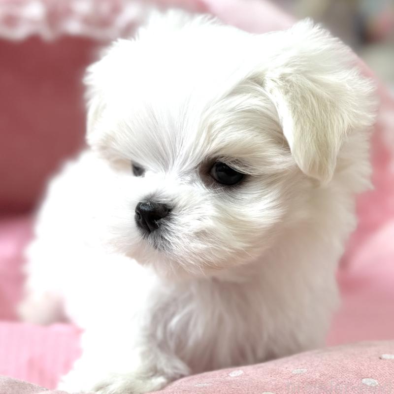 販売中の大阪府のマルチーズ-454243の5枚目