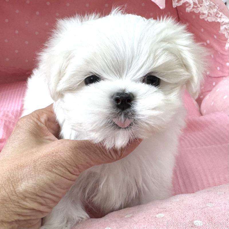 販売中の大阪府のマルチーズ-454243の4枚目