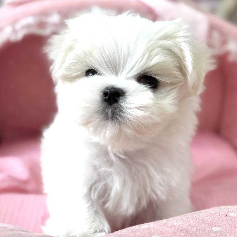 販売中の大阪府のマルチーズ-454243の3枚目