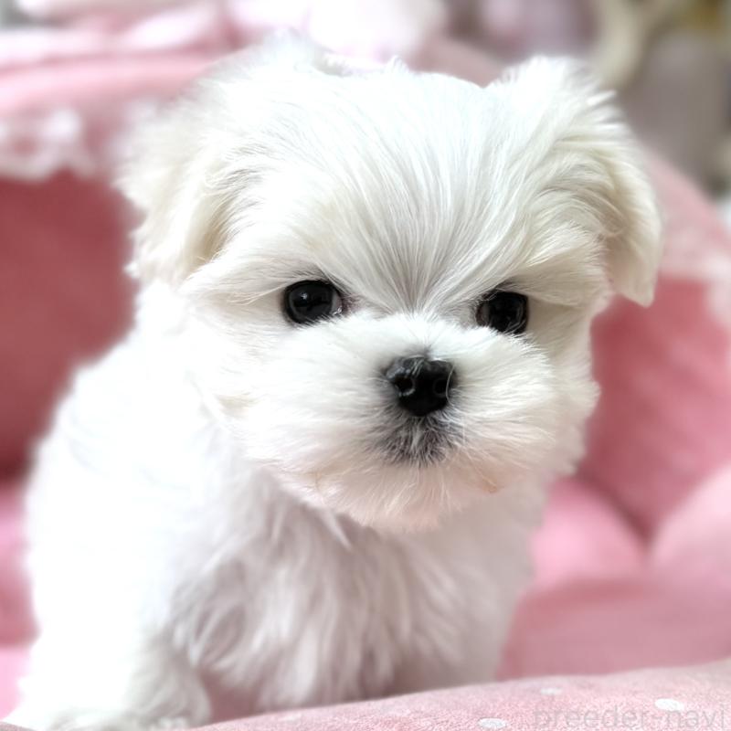 販売中の大阪府のマルチーズ-454243の2枚目