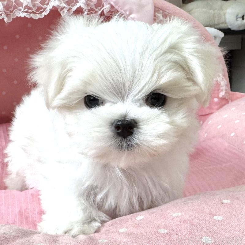 販売中の大阪府のマルチーズ-454243