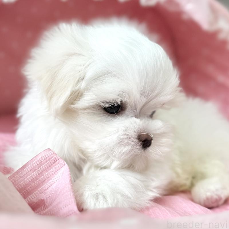 販売中の大阪府のマルチーズ-454244の9枚目