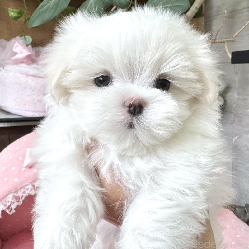 販売中の大阪府のマルチーズ-454244の8枚目