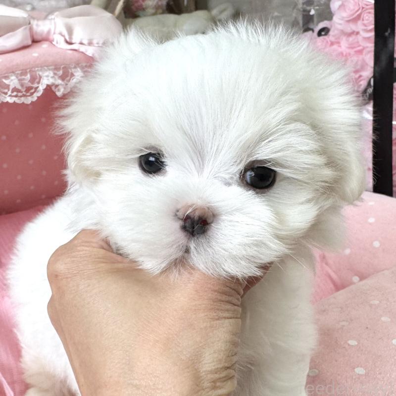 販売中の大阪府のマルチーズ-454244の7枚目