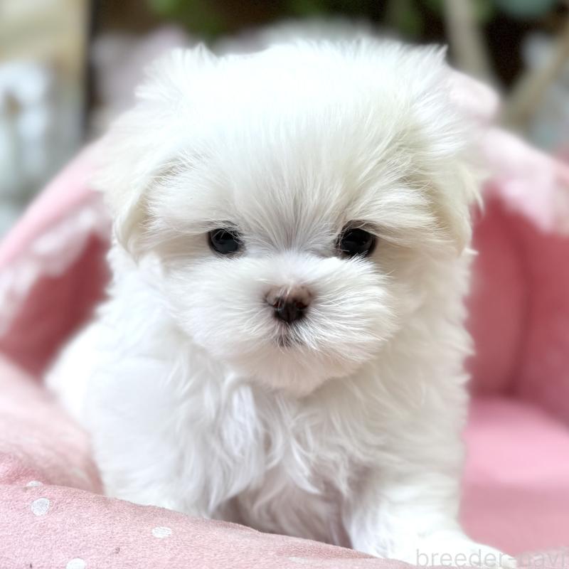 販売中の大阪府のマルチーズ-454244の6枚目