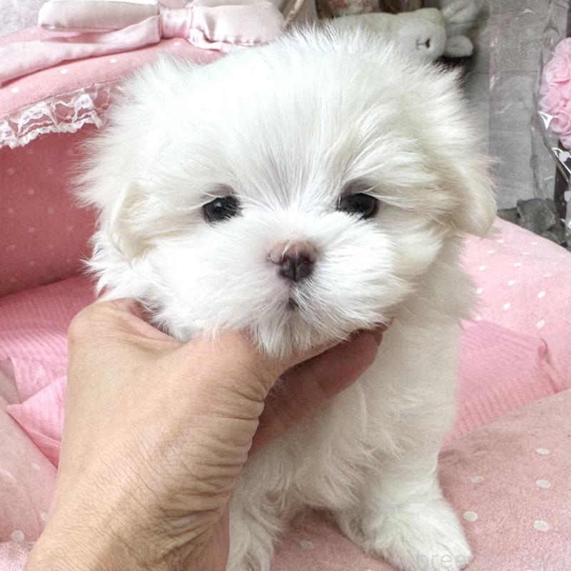 販売中の大阪府のマルチーズ-454244の5枚目