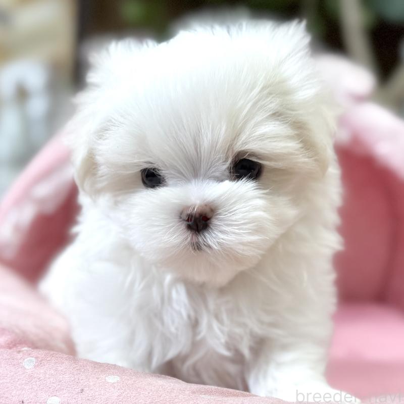 販売中の大阪府のマルチーズ-454244の4枚目