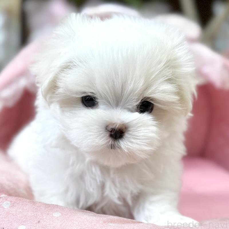 販売中の大阪府のマルチーズ-454244の3枚目