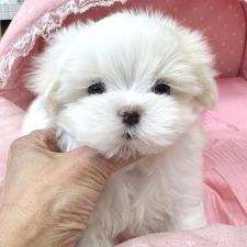 ♀︎マルチーズ