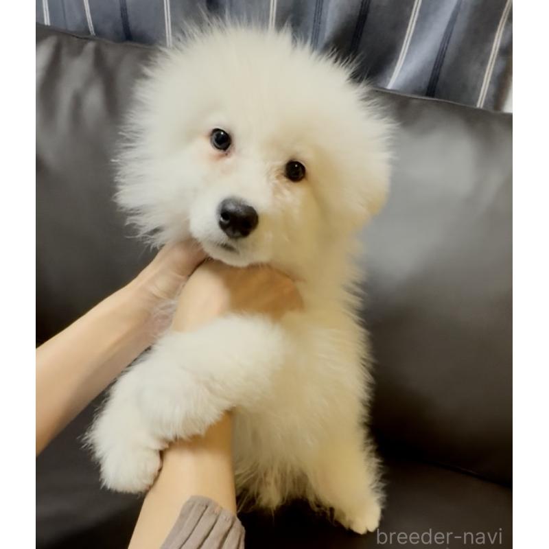 販売中の奈良県のサモエド-454443の4枚目