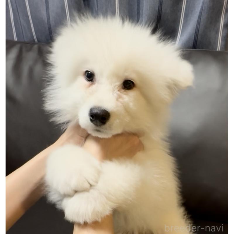 販売中の奈良県のサモエド-454443の5枚目