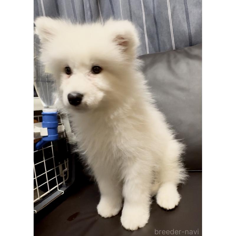 販売中の奈良県のサモエド-454443の2枚目