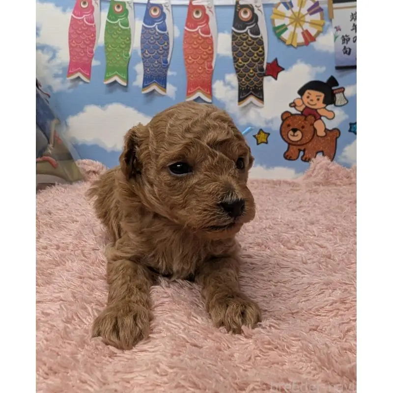 販売中の岐阜県のトイプードル-454445の6枚目