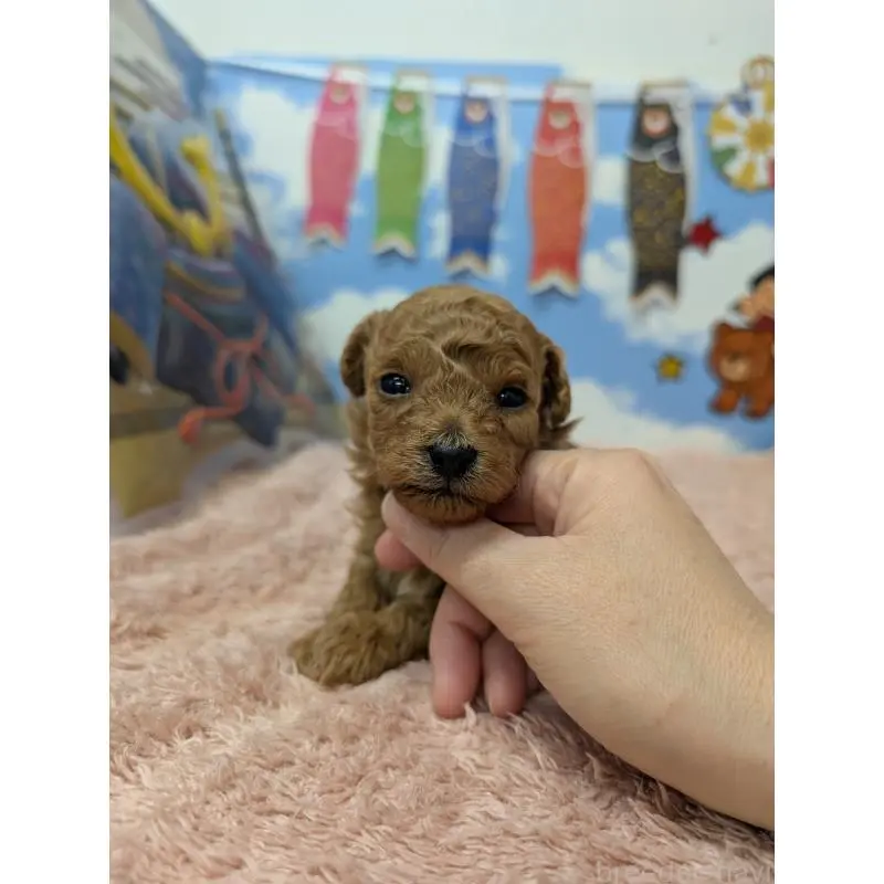 販売中の岐阜県のトイプードル-454445の5枚目