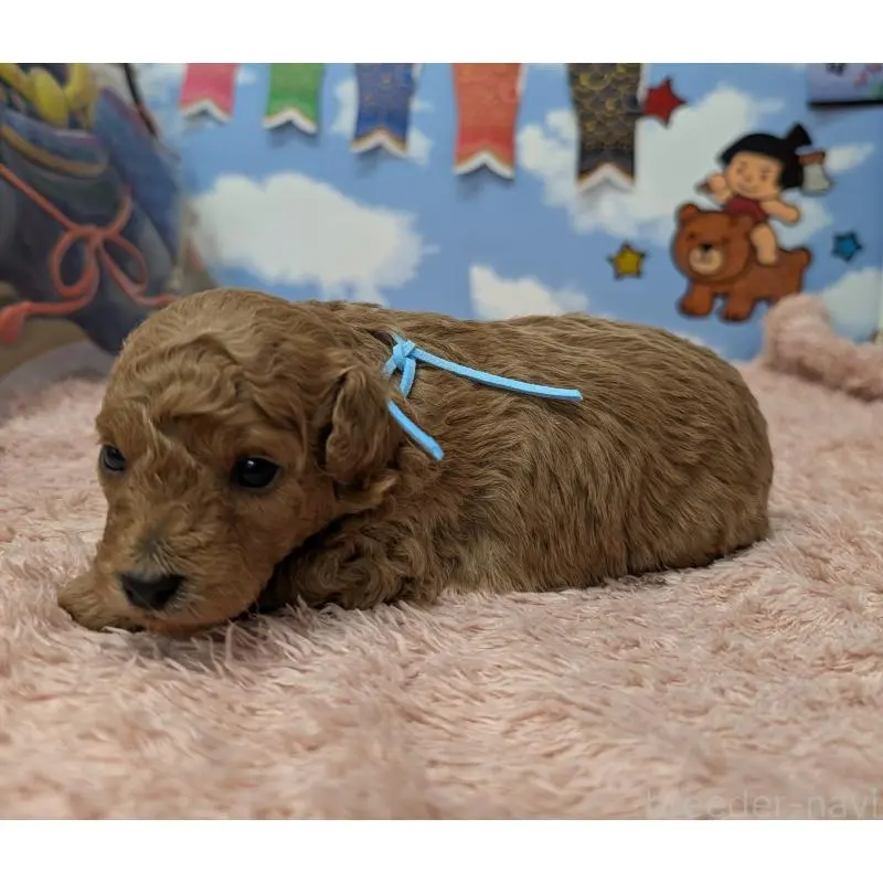 販売中の岐阜県のトイプードル-454445の4枚目