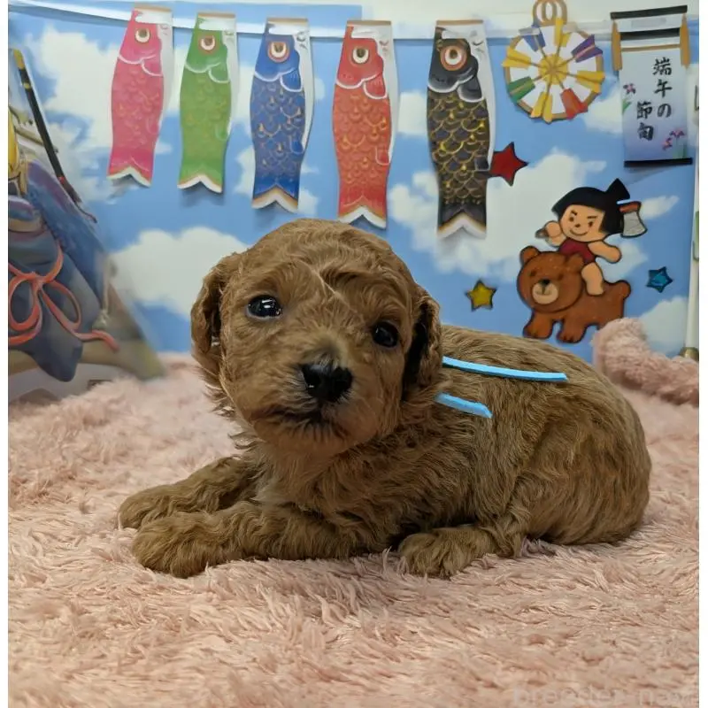 販売中の岐阜県のトイプードル-454445の3枚目