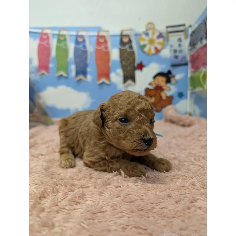 販売中の岐阜県のトイプードル-454445の2枚目