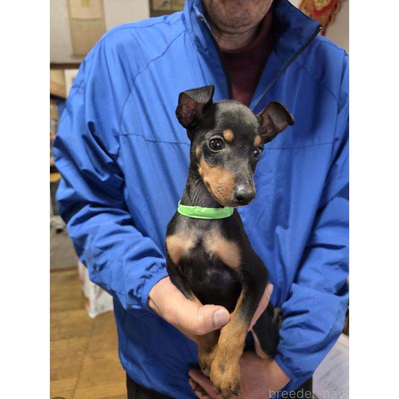 販売中の静岡県のトイマンチェスターテリア-446531の2枚目