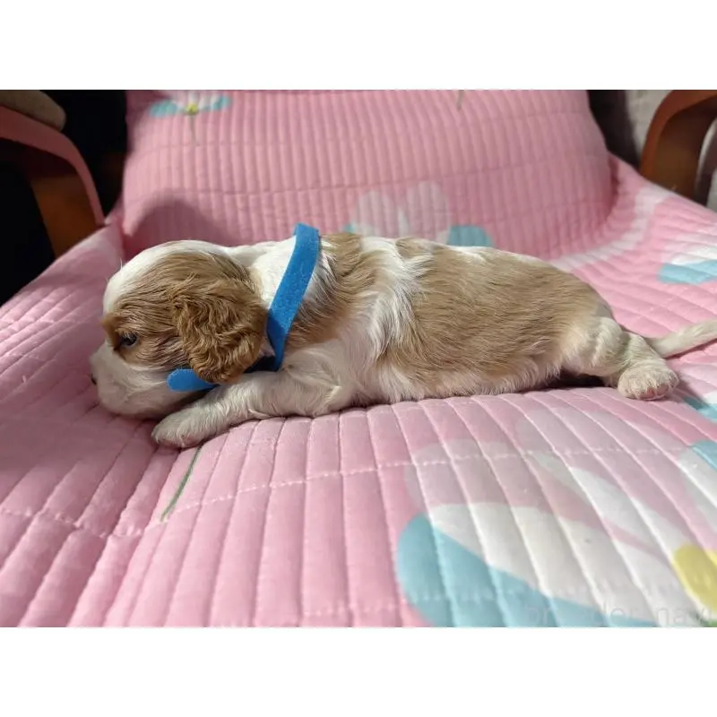 販売中の愛知県のキャバリアキングチャールズスパニエル-454447の7枚目