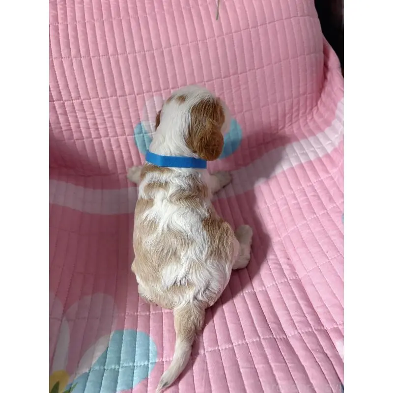 販売中の愛知県のキャバリアキングチャールズスパニエル-454447の6枚目