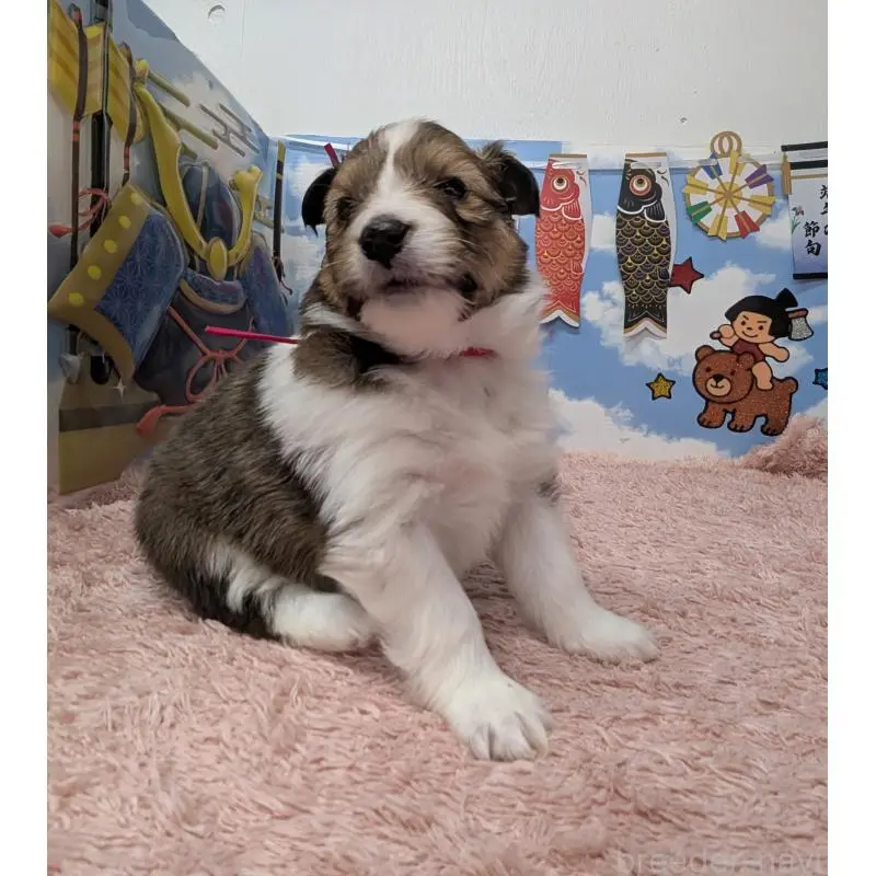 販売中の岐阜県のシェットランドシープドッグ(シェルティ)-454448の5枚目