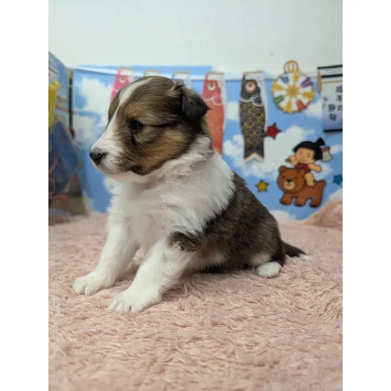 販売中の岐阜県のシェットランドシープドッグ(シェルティ)-454448の4枚目
