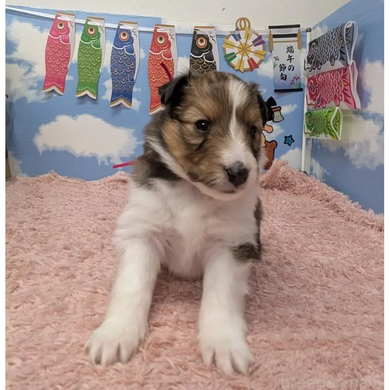 販売中の岐阜県のシェットランドシープドッグ(シェルティ)-454448の3枚目