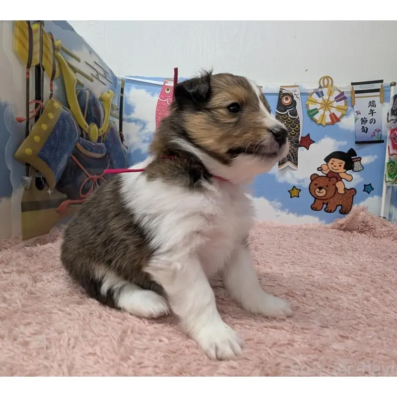 販売中の岐阜県のシェットランドシープドッグ(シェルティ)-454448の2枚目