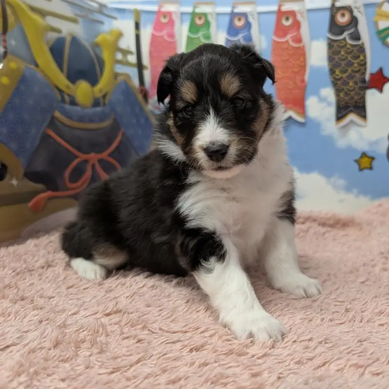 販売中の岐阜県のシェットランドシープドッグ(シェルティ)-454453の5枚目