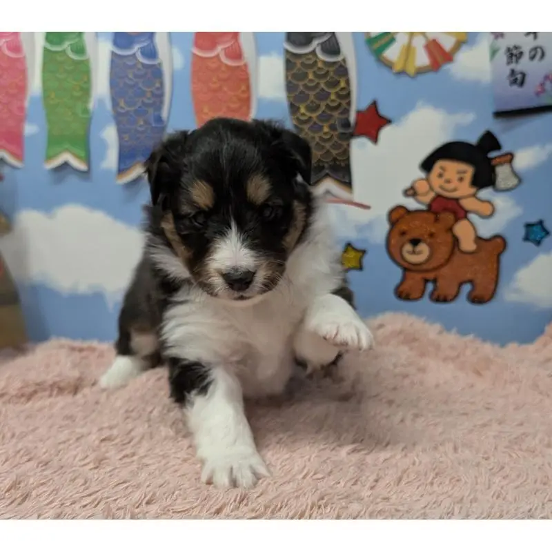 販売中の岐阜県のシェットランドシープドッグ(シェルティ)-454453の4枚目