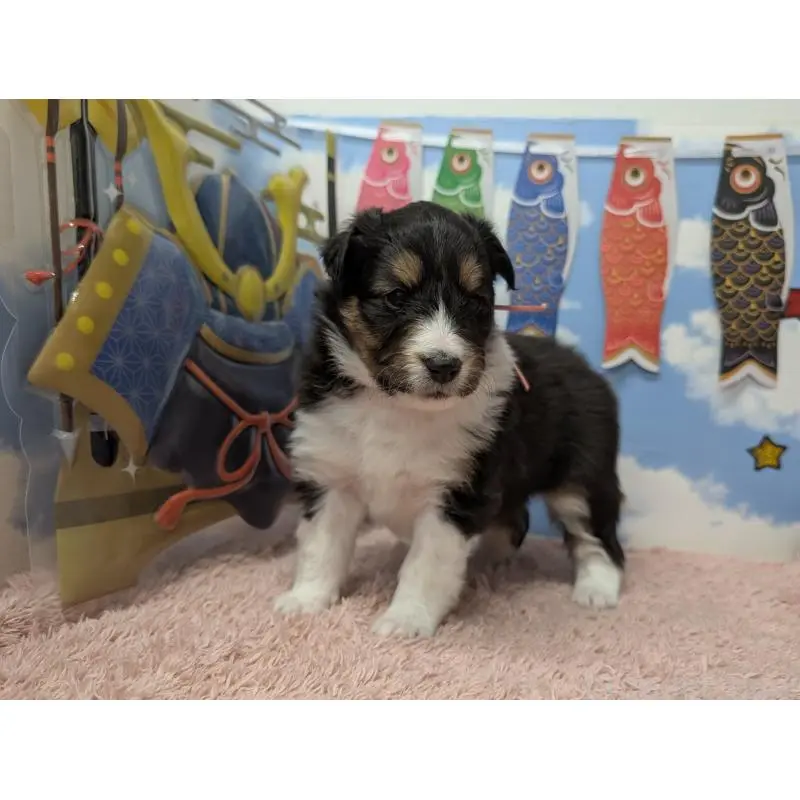 販売中の岐阜県のシェットランドシープドッグ(シェルティ)-454453の3枚目