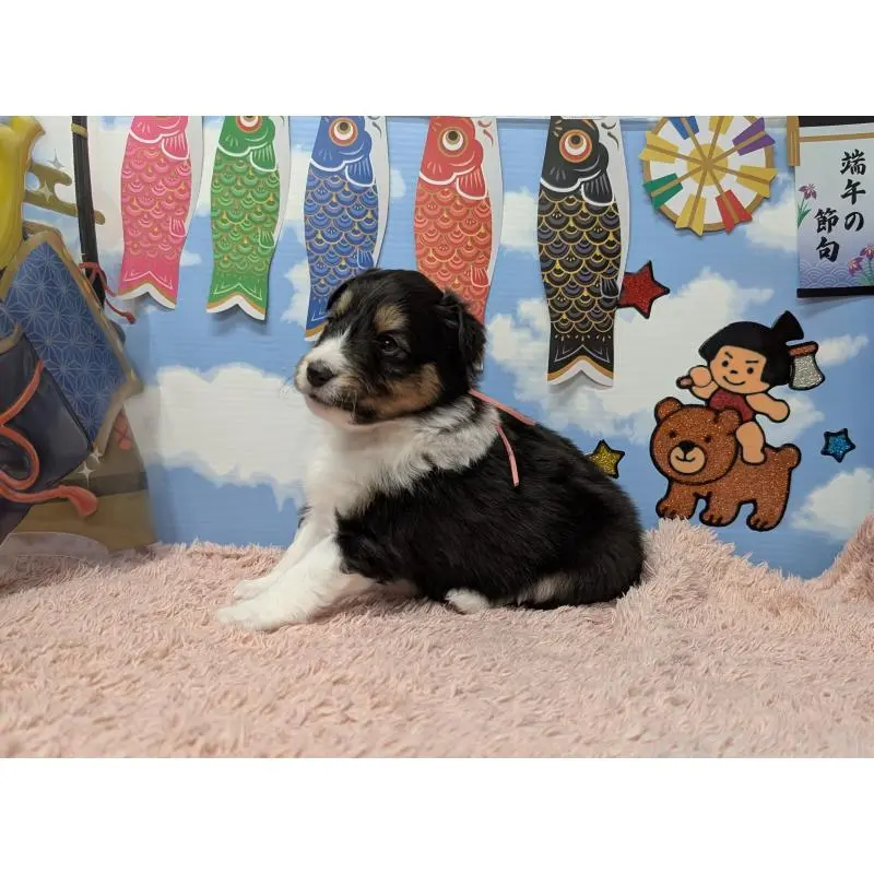 販売中の岐阜県のシェットランドシープドッグ(シェルティ)-454453の2枚目