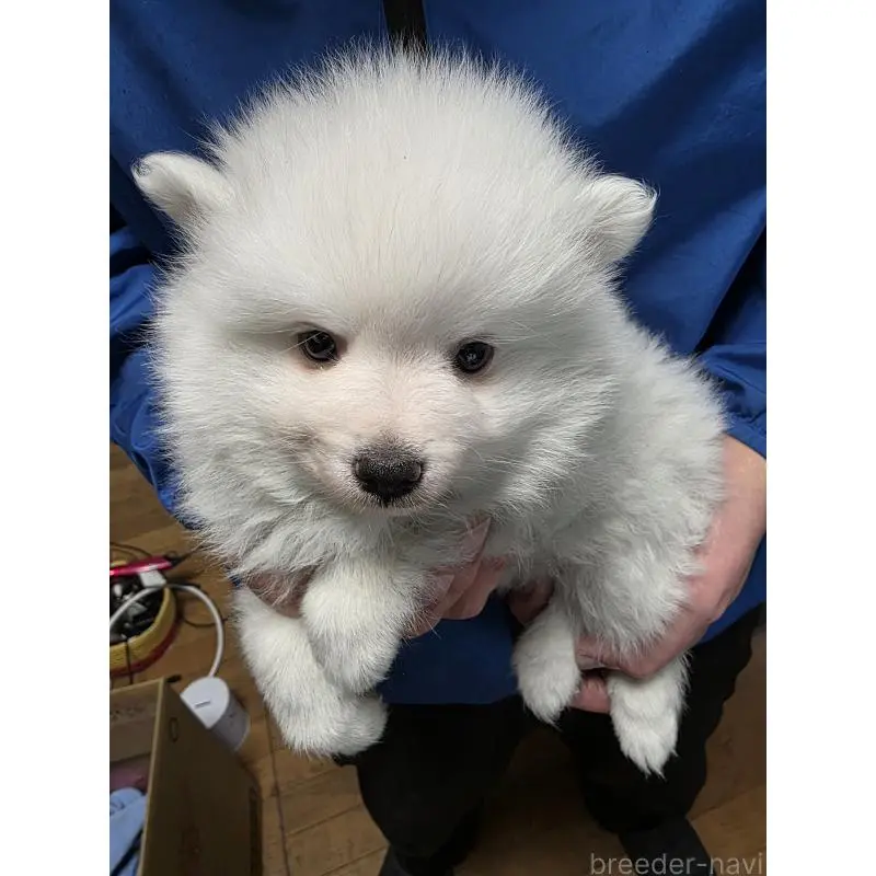 販売中の静岡県の日本スピッツ-454454の2枚目