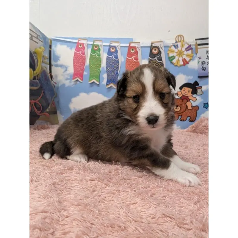 販売中の岐阜県のシェットランドシープドッグ(シェルティ)-454451の5枚目