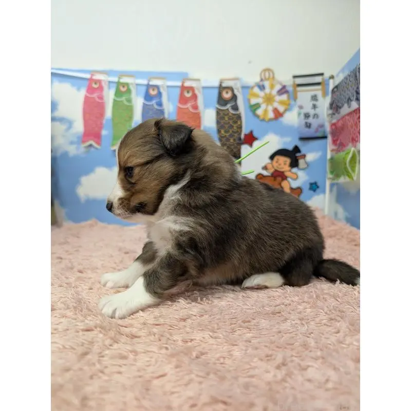 販売中の岐阜県のシェットランドシープドッグ(シェルティ)-454451の4枚目