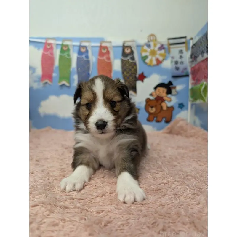 販売中の岐阜県のシェットランドシープドッグ(シェルティ)-454451の3枚目