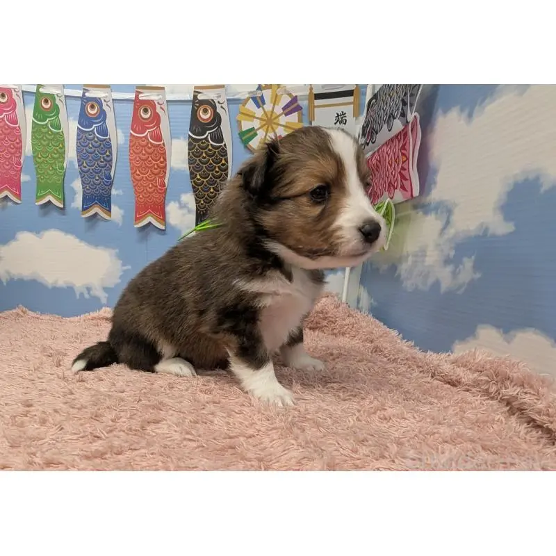 販売中の岐阜県のシェットランドシープドッグ(シェルティ)-454451の2枚目