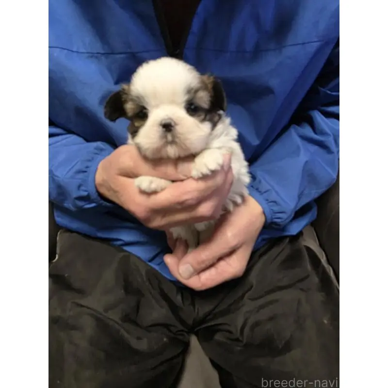 販売中の静岡県のシーズー-454455の2枚目