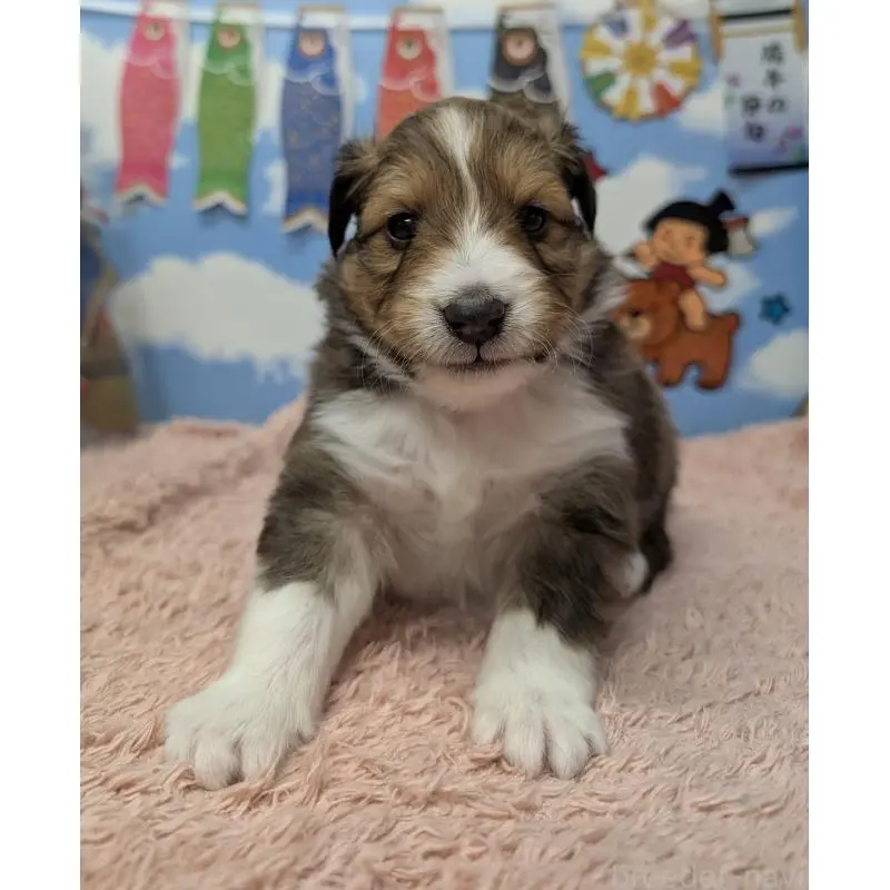 販売中の岐阜県のシェットランドシープドッグ(シェルティ)-454456の5枚目