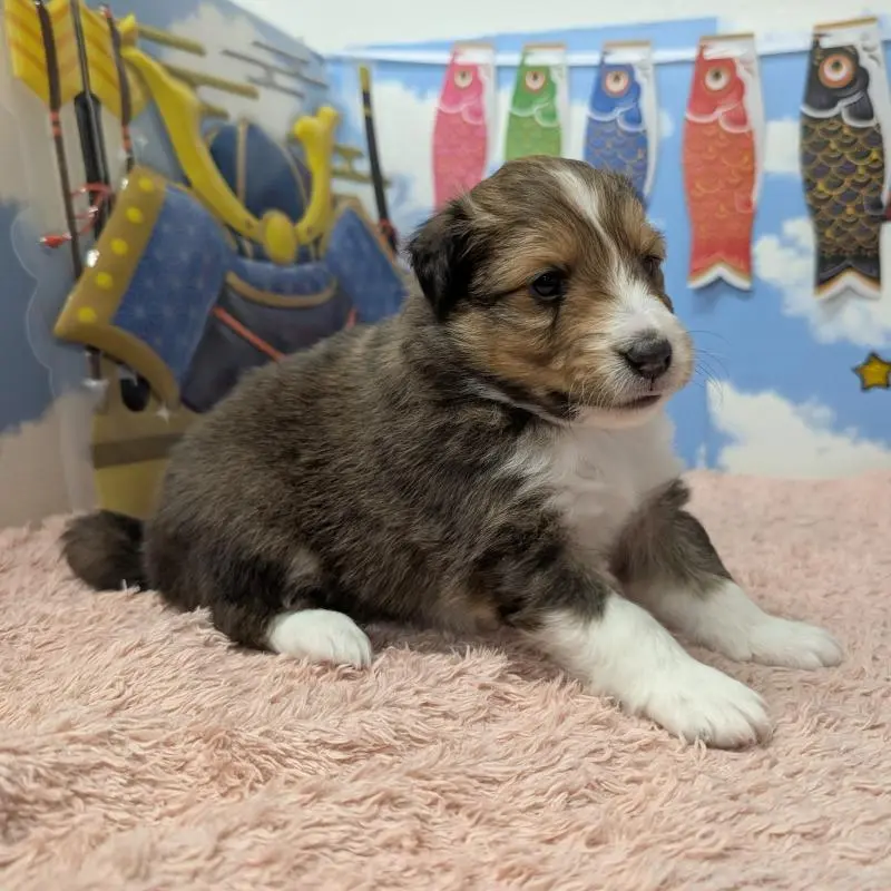 販売中の岐阜県のシェットランドシープドッグ(シェルティ)-454456の4枚目