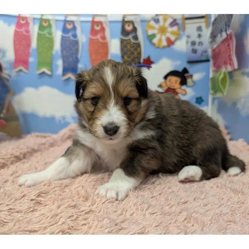 販売中の岐阜県のシェットランドシープドッグ(シェルティ)-454456の3枚目