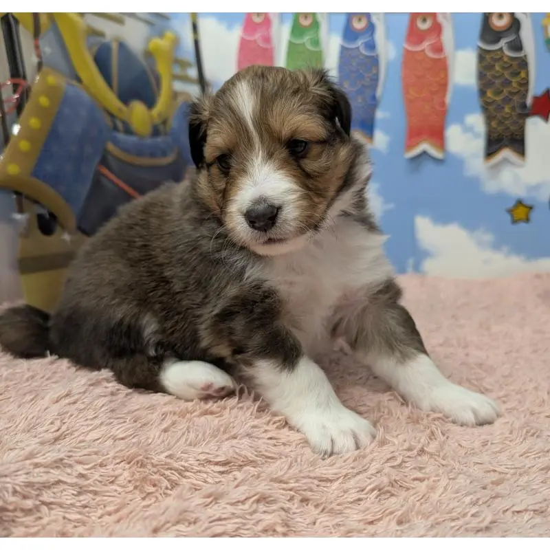 販売中の岐阜県のシェットランドシープドッグ(シェルティ)-454456の2枚目