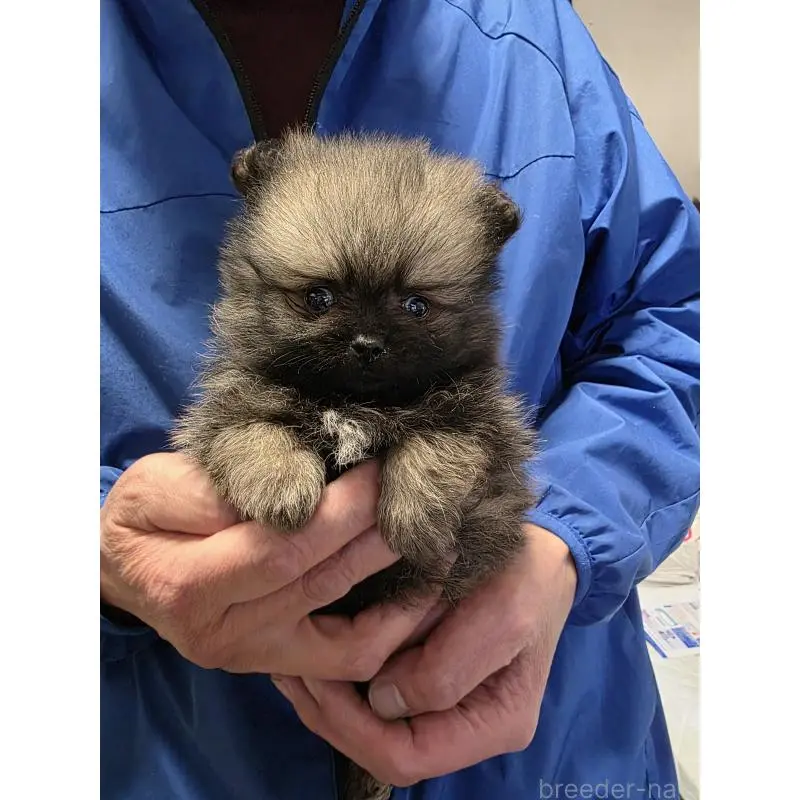 販売中の静岡県のポメラニアン-454457の2枚目