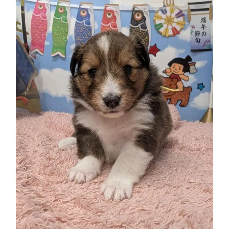 販売中の岐阜県のシェットランドシープドッグ(シェルティ)-454458の5枚目