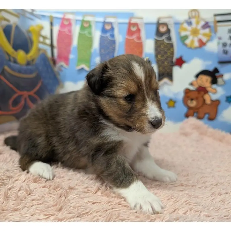 販売中の岐阜県のシェットランドシープドッグ(シェルティ)-454458の4枚目