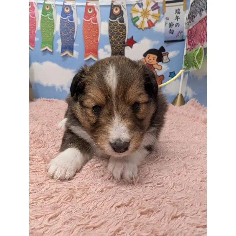 販売中の岐阜県のシェットランドシープドッグ(シェルティ)-454458の3枚目