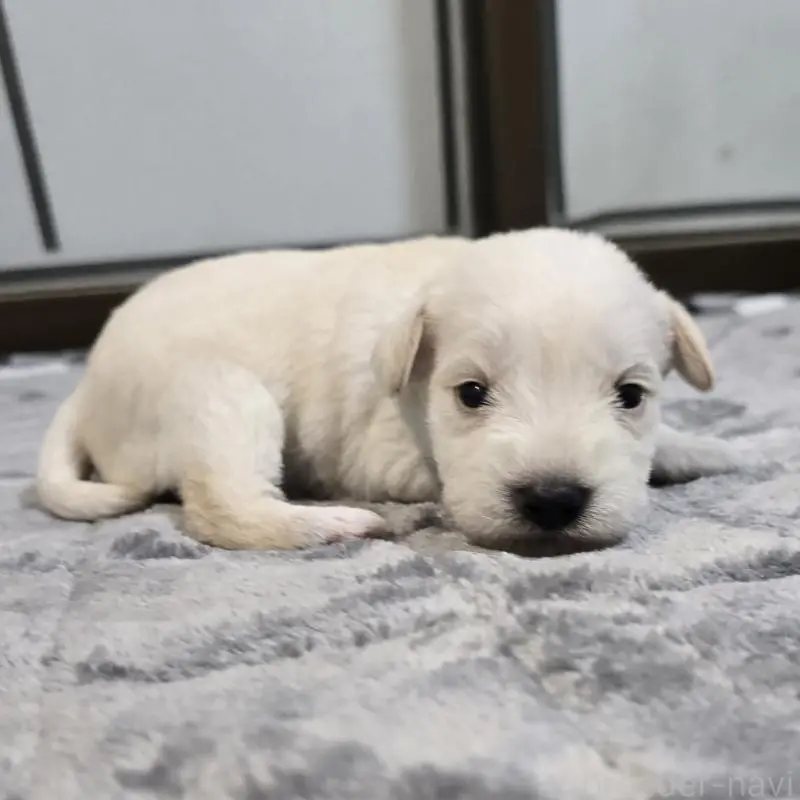 販売中の岡山県のミニチュアシュナウザー-454460の4枚目